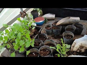 夏収穫キャベツ、徒長苗のポット入れ。2021.03.14.「みっちゃんの花と野菜の家庭菜園」