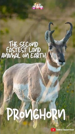 The Pronghorn – The Second Fastest Land Animal on Earth #funfacts
