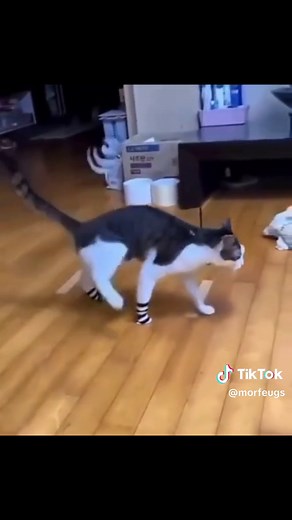 Cats in Love with Dragon Fruit - Funny Cat Videos Compilation