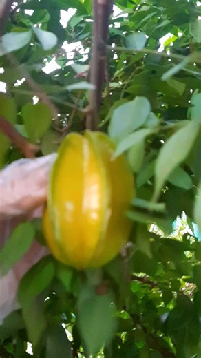 Star fruit cutting sweet star fruit review | Louvenia Official | Facebook