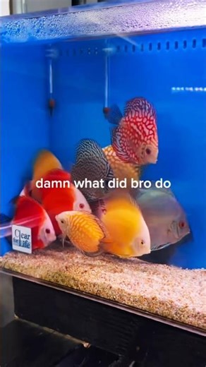 What did bro do 🤔🤣 #shorts #viral #trending #reels #funny