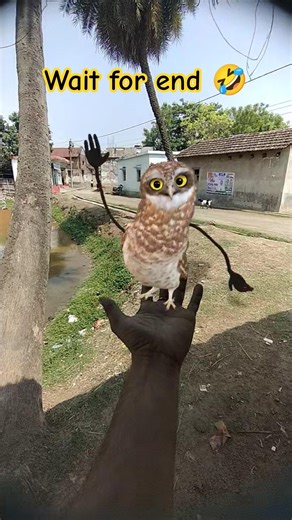 Funny Owl Dance 😍 | Dancing Owl 🦉/#owldance #funny #shorts