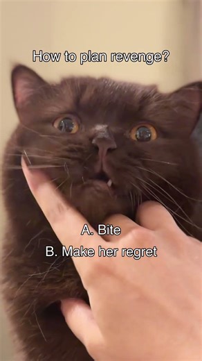 Doesn’t like petting 😢#funnycatsvideos #cat