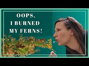 Fern Maintenance | Save a Dying Fern | Soooo Much Crisping 😭