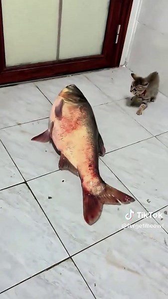 Funny Moments When Cats Get Spooked