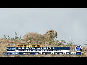 Bait balls help wipe out plague in Colorado prairie dogs