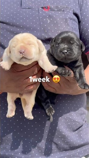 lab 1 week puppies #labrador #lablove #petshub #pets #lablovers