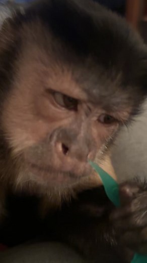 Hilarious Gold Digger Monkey Prank - Funny Monkey Video