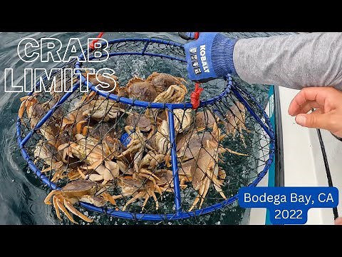 3 Limits of Dungeness Crab in 1 Pull 😮 Crabbing Bodega Bay 2022