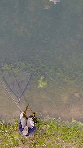 Get in that NET! 🔥👀🐋 . The Koach, @rob__burgess netting a @nortondisneyembryo Edwards Lake common, during a recent feature for @totalcarp! 🐋 . If you’re interested in fishing this NEW exclusive venue, head to @nortondisneyembryo page for more details or contact @embryoangling for more information! . . #korda #kordaofficial #totalcarp #nortondisney #fishing #carp #angling #bigcarp #commoncarp #fishingtime | Korda Developments
