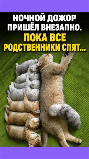 #смех #приколы #юмор #мем #shorts #cat #memes