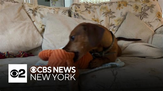 Dogs could have form of autism, scientists say