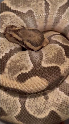 Desert ghost ball python👻 #ballpython #christmas #cutepets #reptile #animal #snake #petlovers #tree