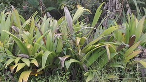 Dwarf Coconut Tree & Hybrid coconut varieties | Dwarf Coconut Nursery [promo] #Dwarfcoconut#coconutnursery#Nursery Part 2 and 3 Again promo Part 4 to 20 coming soon Membership amount Rs 2000 one year subscription More information Surendra c s My nature india foundation 9606100149 natureindiafoundations@gmail.com mynatureonline@gmail.com | My Nature India Foundation