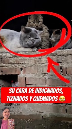 Angry 🤣 #humor #funnyvideos #comedy #animals #cats #campfire