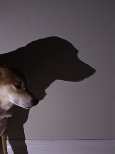 wow, you can really dance . #cutedog #cute #dog #shibainu #foryou | dog