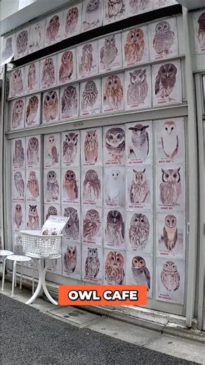 Inside Tokyo’s Best Owl Café