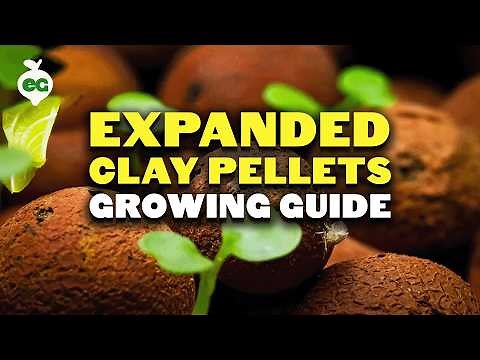 Expanded Clay Pellets (Hydroton) Growing Guide