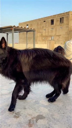 Balck German shepherd female, #germanshepherd #gsds #germanshepheard #gsdindian