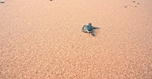Baby Sea Turtle Crawling On The Sand