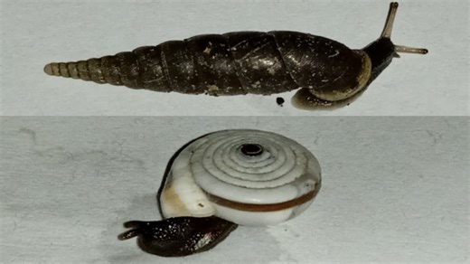 江西丽管螺和久野射带蜗牛