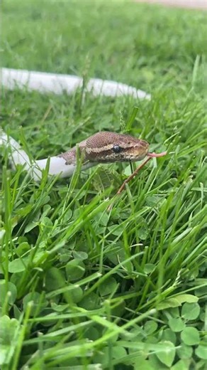 Piebald Ball Python Exploring the Yard #snake #reptiles #ballpython