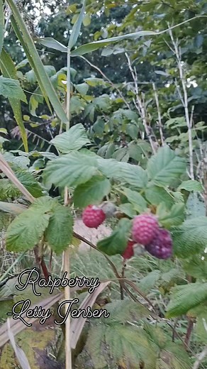 Raspberry Plant with fruits #lettyjenraspberry | Letty Jensen