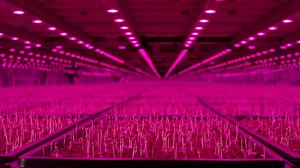 Futuristic Food: Changing the way we grow and farm