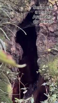 Araucária gigante