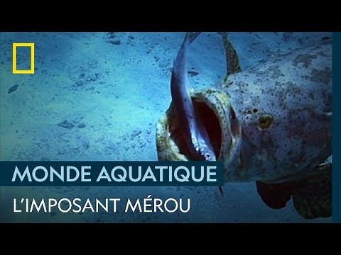 Grouper hunting, a huge reef fish