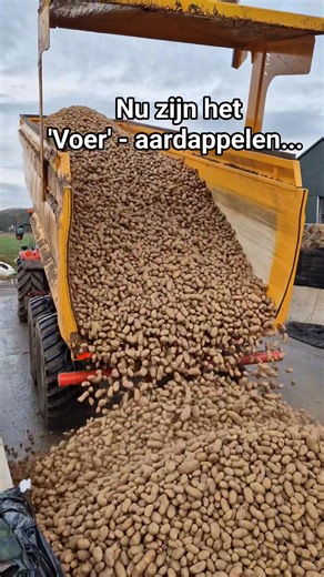 𝗔𝗮𝗿𝗱𝗮𝗽𝗽𝗲𝗹𝗲𝗻 De koeien krijgen de komende maand een aanvulling in het rantsoen met aardappelen. 🥔🥔🥔🥔 Deze aardappelen zijn niet geschikt voor de chips of patat🍟, maar de koeien vinden ze heerlijk. Een akkerbouwer 🚜 in de buurt kan deze aardappelen niet afleveren. Er is geen vraag door een overschot aan aardappelen. En daarnaast helpt het faillissement van Celavita ook niet mee.😬 Om de aardappelen 🥔 nog enigszins tot waarde te brengen voeren we deze aan de koeien 🐄 die er weer 