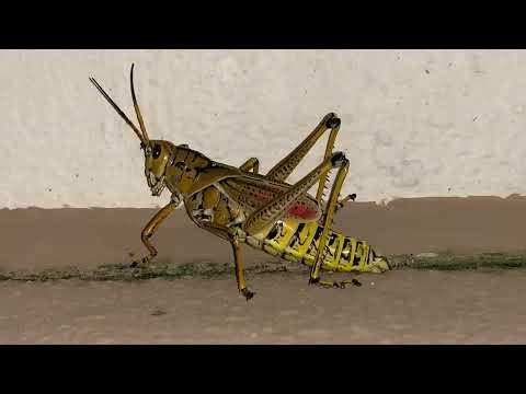 Entomology: Eastern Lubber Grasshopper | Romalea microptera