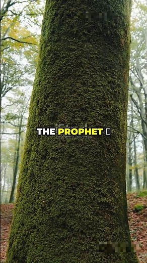 The Crying Tree: A Lesson in Love