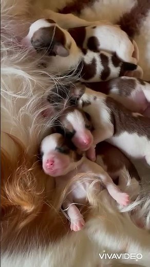 Träumt süß - Kooikerhondje Bonnies 5 Tage alte Welpen #puppy#kooikerhondje