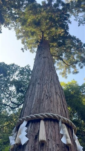 An 800-Year-Old Wish Tree Hidden on Mount Kurama