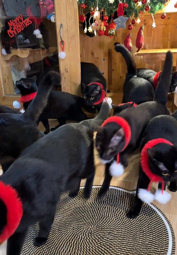 #tieucafamily #cat #blackcat #catsoftiktok #fyp | cat