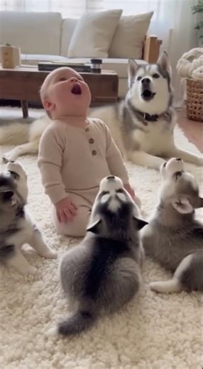 Baby and Husky Puppies Howling Together — Cutest Thing You’ll See Today 🐶👶💞