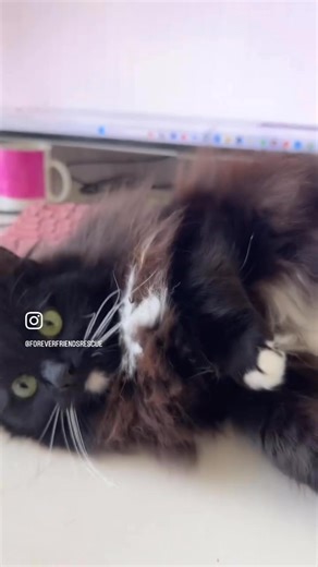 Mewsette is a drop-dead gorgeous long-haired tuxedo queen with a personality as soft and sweet as her luxurious fur. This elegant floofer loves nothing more than to curl up beside you while you work, turning your arm into her very own fluffy pillow 💻 At 4 years old, Mewsette has the perfect mix of playfulness and calm. She came into care after her beloved owner sadly passed away, along with her dashing friend Mulberry (you’ll meet him tomorrow 🤠). We’d love for these two sweethearts to find a 