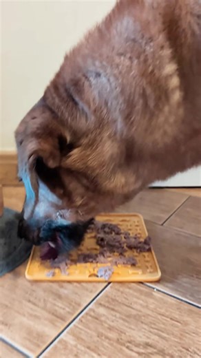 Filmy użytkownika Pan Hachiko (@pan.hachiko) z muzyką Nom Nom Nom Nom Nom Nom Nom - Parry Gripp