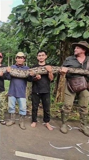 The Longest Wild Snake Ever Found