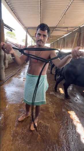 Every dairy farmer learn how to make “cow head rope halter “for smooth restraining of cattle
