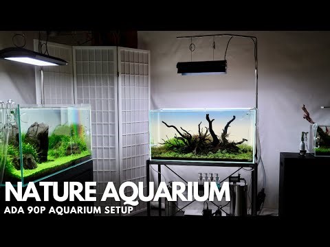 Creating a Nature Aquarium | ADA 90P Aquarium Setup