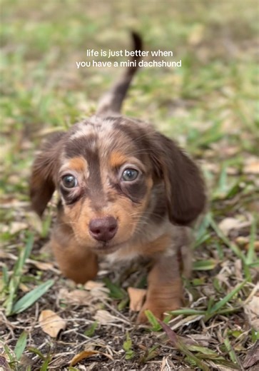 Mini Dachshund Puppy: The Best Thing Ever!
