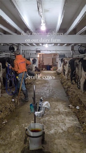 Daily Chores on a Wisconsin Dairy Farm in Winter