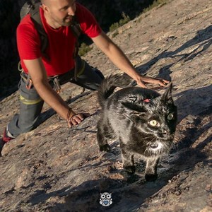 7.8M views · 86K reactions | This guy has the best climbing partner ever - his own cat!  | Appreciate | Facebook