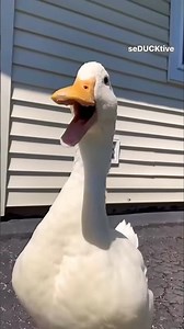 بطه كيوت|اصحى يابطوطه|تربية الطيور|بطه بتتكلم|البطه الرقصه|البطه المضحكه