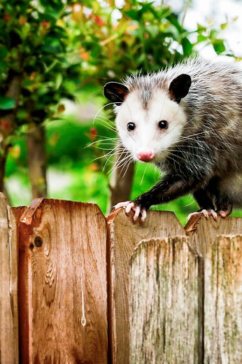 4 Smart Strategies to Get Rid of Possums & Keep Them Away | LoveToKnow