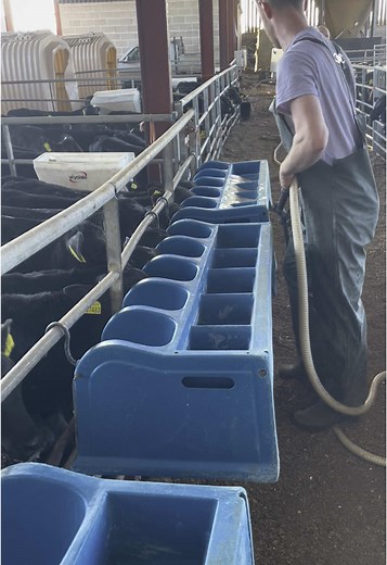Feeding Time on the Cattle Farm - Watch the Calves