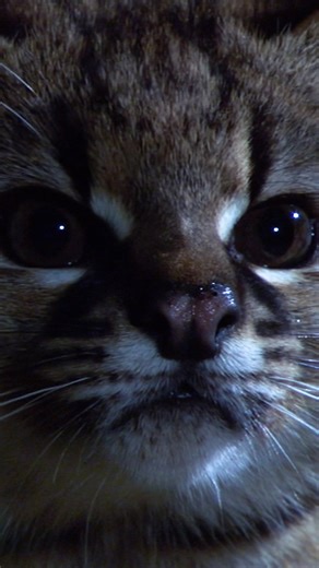 National Geographic Animals on Instagram: "It's about half the size of a house cat, but what the Kodkod lacks in stature, it makes up for in agility 🐈"