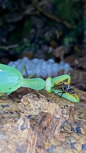 8.1K views · 29 reactions | #Grasshopper | Birdss | Facebook